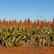 Sorgo zwyczajne - Sorghum bicolor - nasiona sorgo - 100 szt.