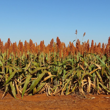 Čirok obecný - Sorghum bicolor - semena čiroku - 10 ks