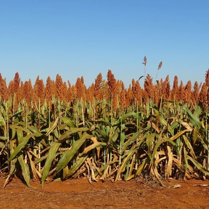 Sorgo zwyczajne - Sorghum bicolor - nasiona sorgo - 100 szt.