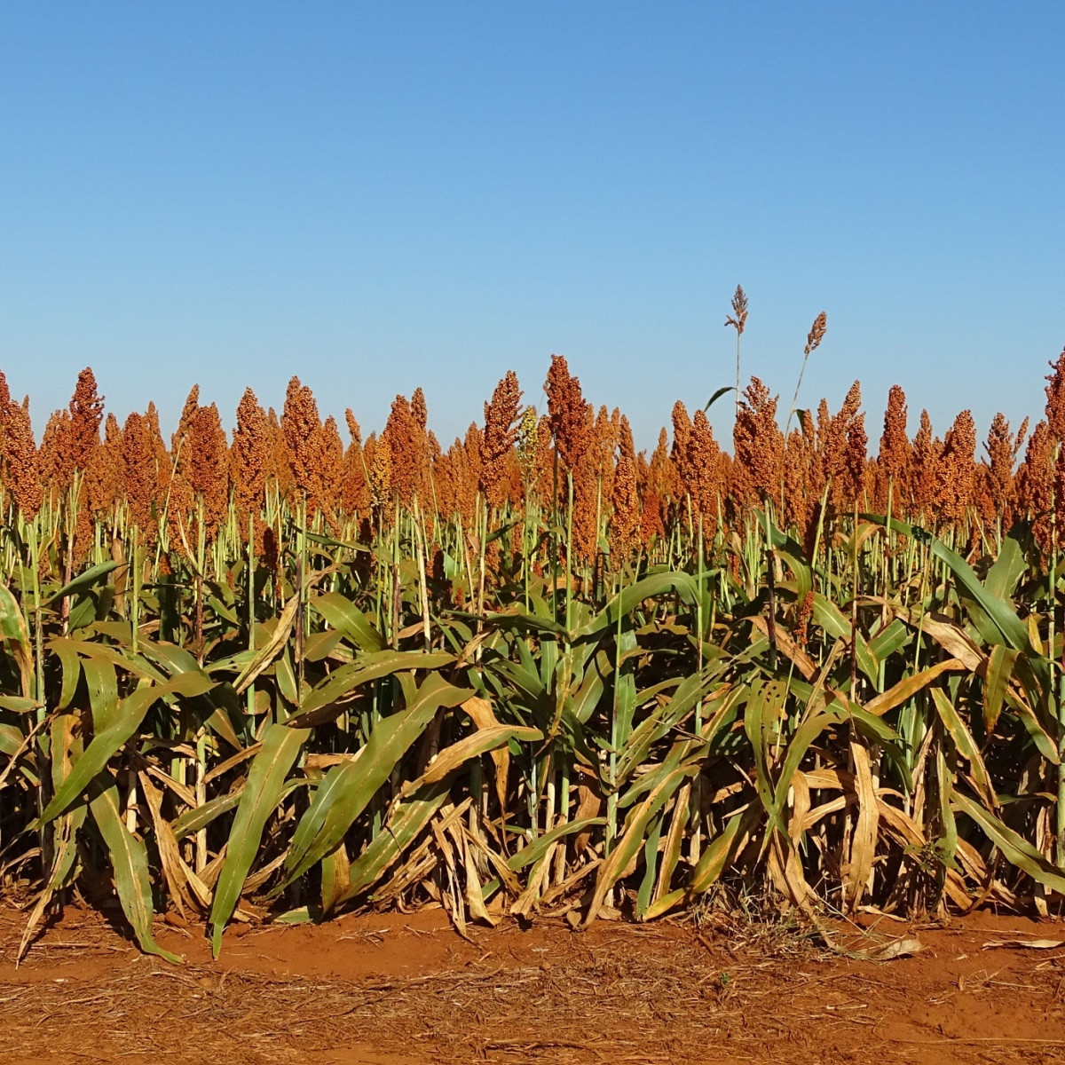 Sorgo zwyczajne - Sorghum bicolor - nasiona sorgo - 100 szt.