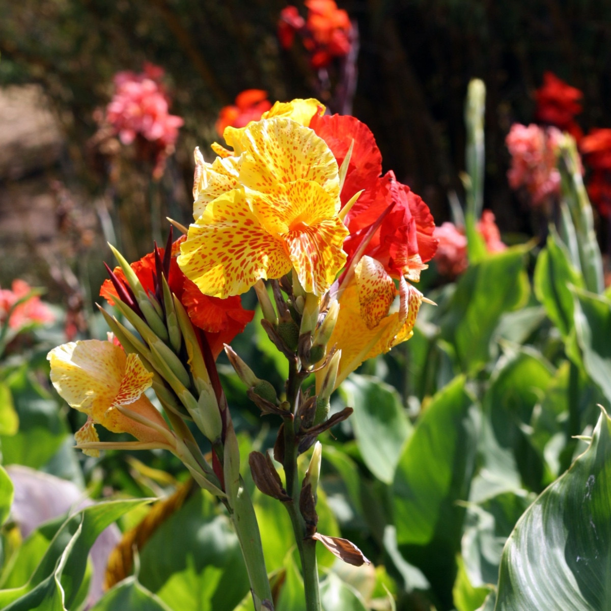 Dosna Kleopatra - Canna - hlízy dosny - 1 ks