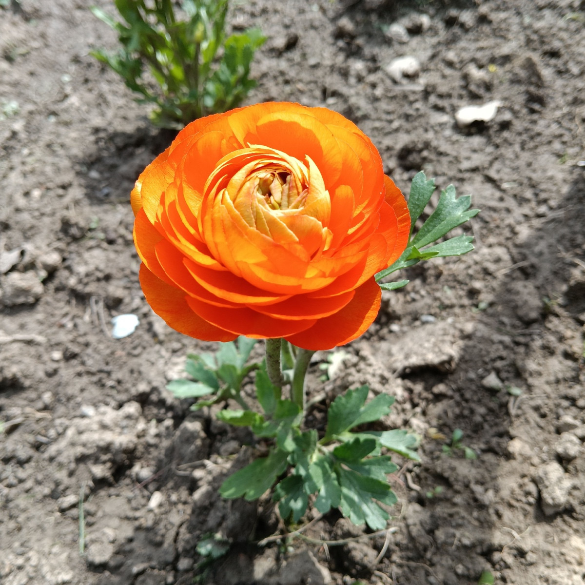 Pryskyřník plnokvětý oranžový - Ranunculus asiaticus - hlízy pryskyřníku - 3 ks