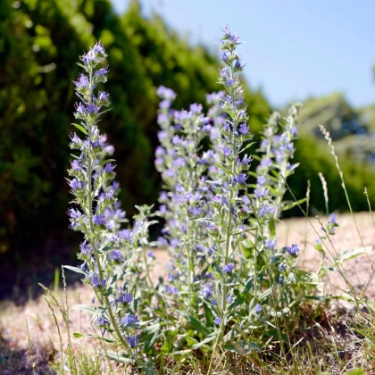 Hadinec jitrocelovitý - Echium plantagineum - semena hadince - 100 ks