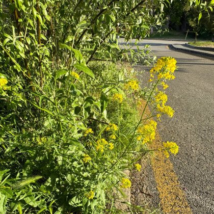 Barborka obecná - Barbarea verna - semena barborky - 150 ks