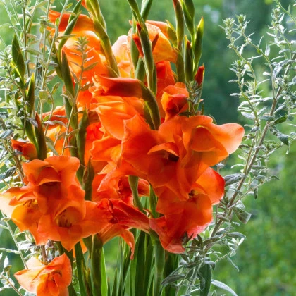 Gladiol oranžový - Gladiolus - hlízy mečíku - 3 ks
