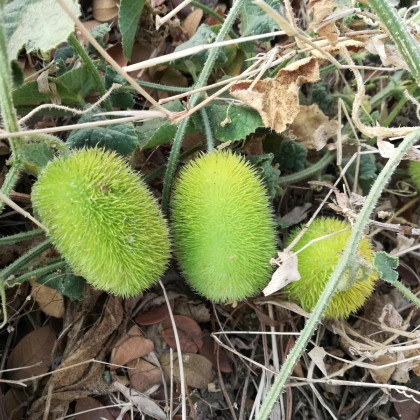 Okurka Ježek - Cucumis dipsaceus - semena okurky -  6 ks