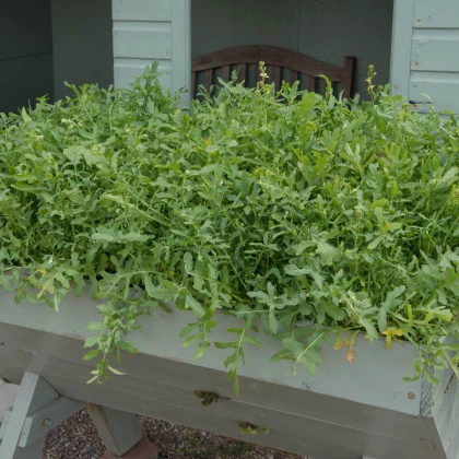 Rukola k rychlení do bytu Speedy - Eruca sativa - semena rukoly - 300 ks