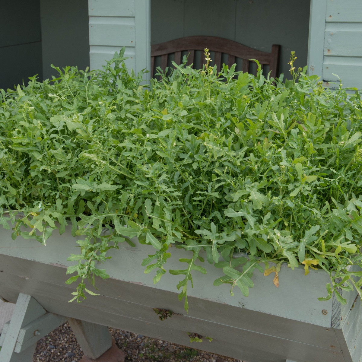 Rukola k rychlení do bytu Speedy - Eruca sativa - semena rukoly - 300 ks