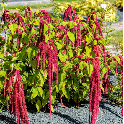 Laskavec ocasatý - Amaranthus caudatus - semena laskavce - 300 ks