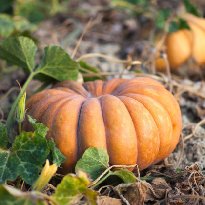 Dýně muškátová - Cucurbita moschata - semena dýně - 5 ks