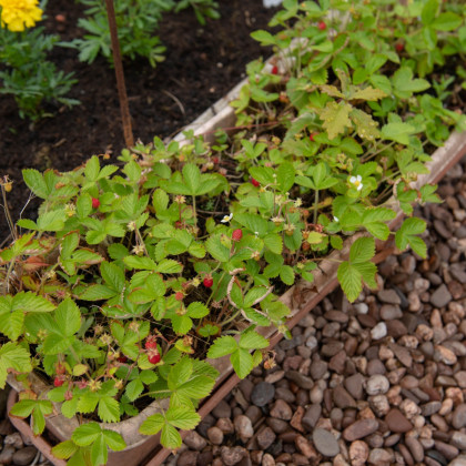 Poziomka pospolita - Fragaria vesca - nasiona poziomki - 10 szt.