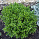 Tymianek francuski letni - Thymus vulgaris - nasiona tymianku - 100 szt.