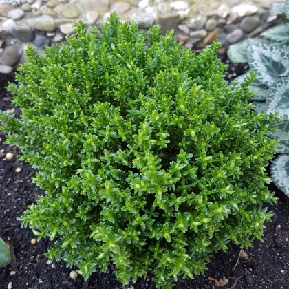 Tymianek francuski letni - Thymus vulgaris - nasiona tymianku - 100 szt.