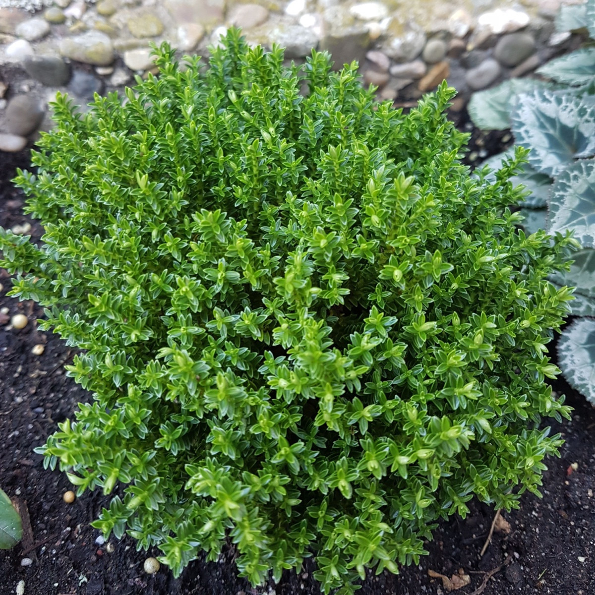 Tymianek francuski letni - Thymus vulgaris - nasiona tymianku - 100 szt.