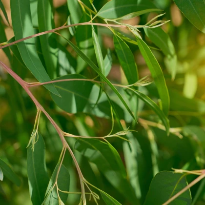 Eukalyptus vejčitolistý - Blahovičník – Eucalyptus ovata - semena eukalyptu - 10 ks