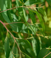Eukalyptus vejčitolistý - Blahovičník – Eucalyptus ovata - semena eukalyptu - 10 ks