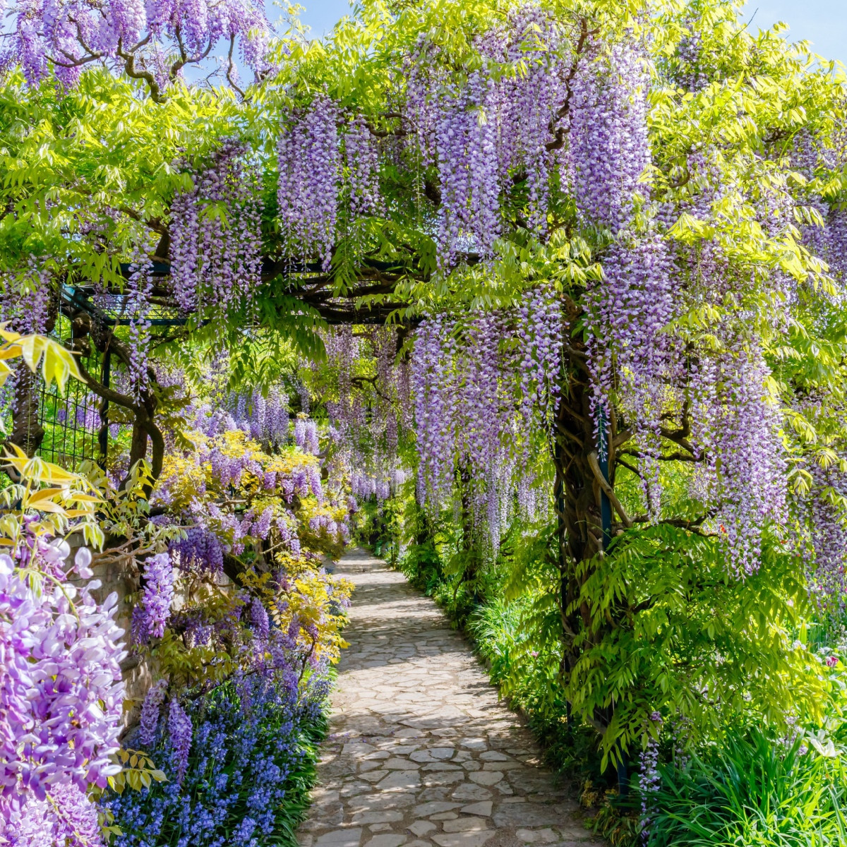 Vistárie čínská - Wisteria sinensis - semena vistárie - 2 ks