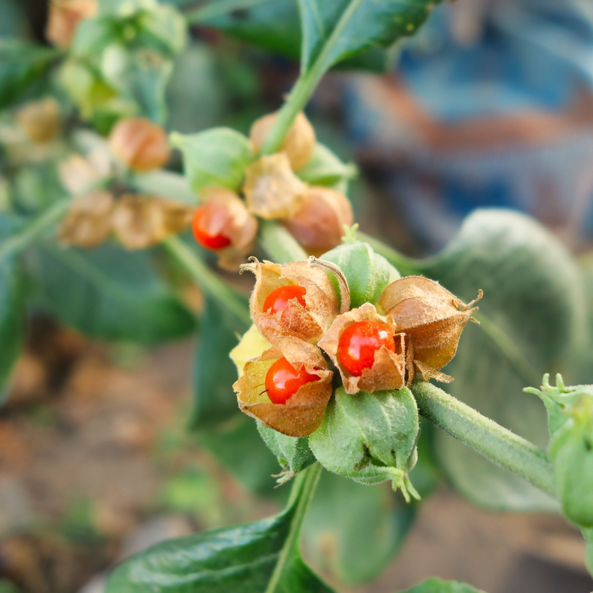 Ženšen indický - Withania somnifera - semena ženšenu - 7 ks