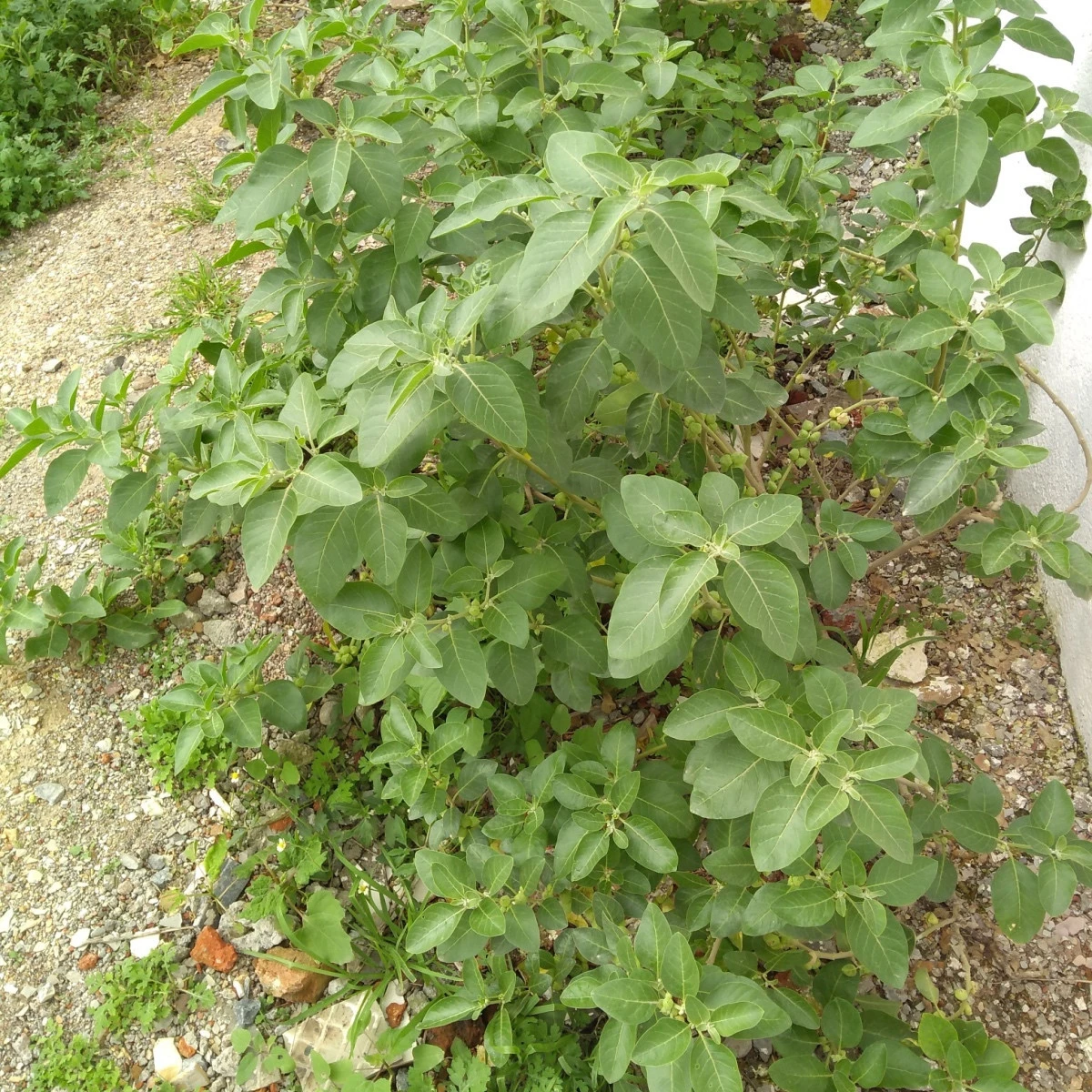 Ženšen indický - Withania somnifera - semena ženšenu - 7 ks