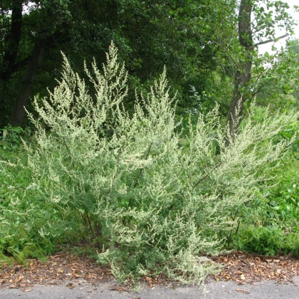 Piołun pospolity - Artemisia vulgaris - nasiona piołunu - 130 szt.