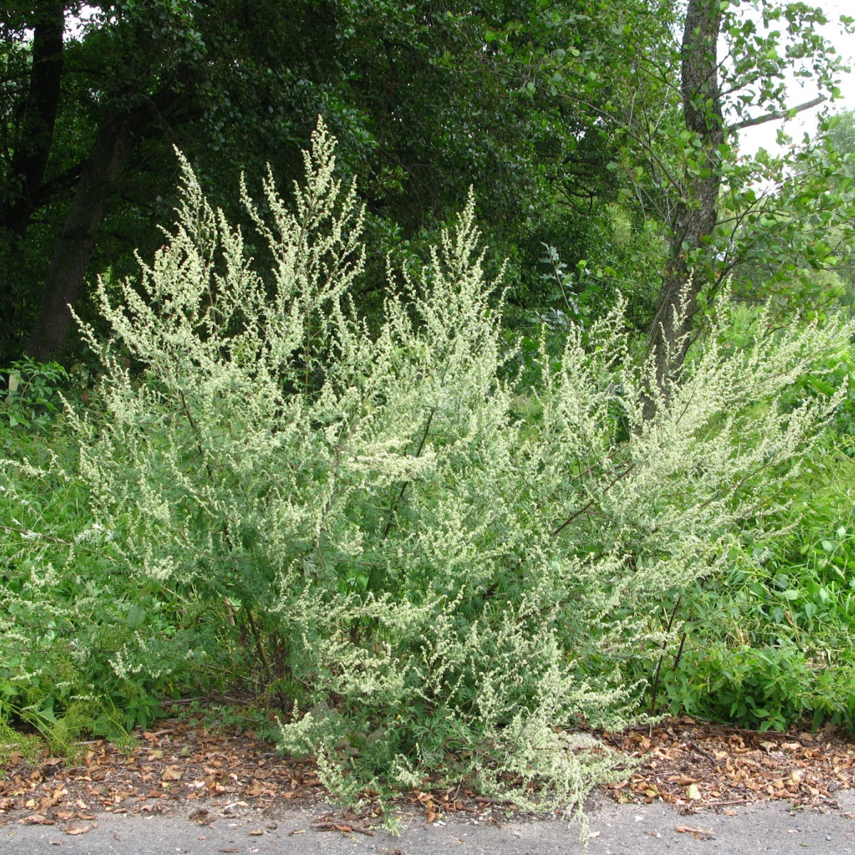 Piołun pospolity - Artemisia vulgaris - nasiona piołunu - 130 szt.