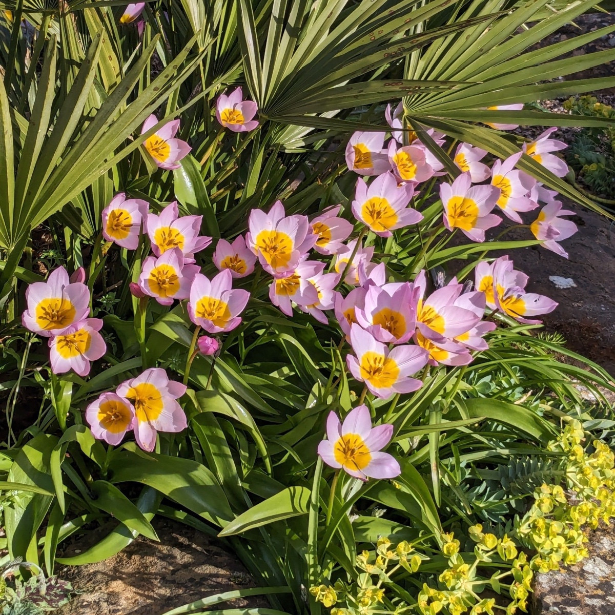 Tulipán Bakerii Lilac Wonder - Tulipa saxatilis - cibule tulipánu - 3 ks
