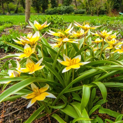 Tulipán pozdní Tarda - Tulipa - cibule tulipánu - 3 ks
