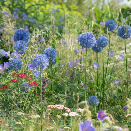 Česnek azurový - Allium caeruleum - cibule okrasného česneku - 3 ks