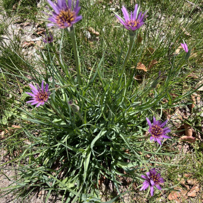 Kozí brada fialová - Tragopogon porrifolius - semena kozí brady - 90 ks