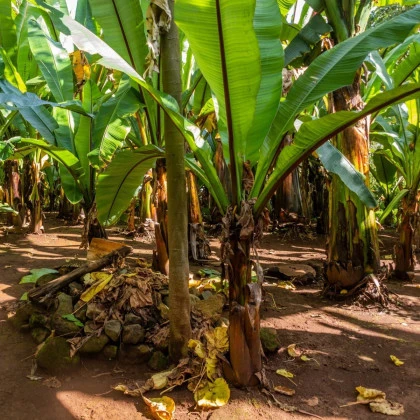 Banánovník sněžný - Ensete glaucum - semena banánovníku - 3 ks