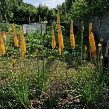 Liliochvostec Kleopatra - Eremurus - hlízy liliochvostce - 1 ks