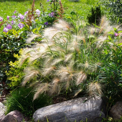 Ječmen hřívnatý - Hordeum jubatum - semena ječmene - 10 ks