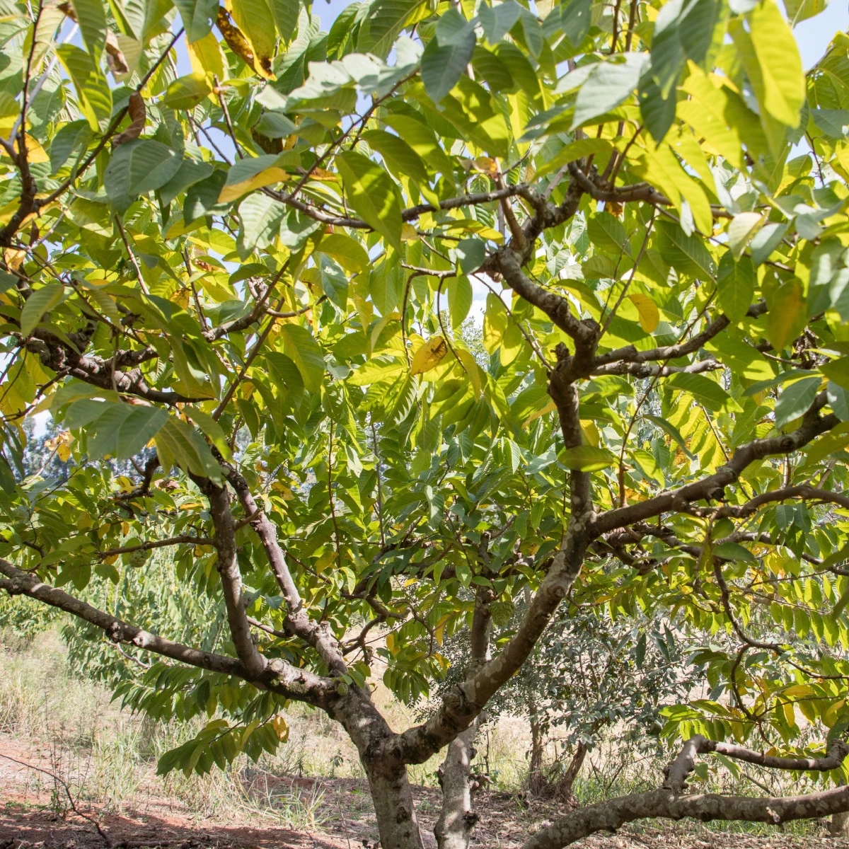 Anona čerimoja - Annona cherimola - semena anony - 5 ks