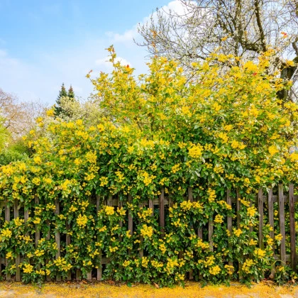 Mahónie cesmínolistá - Mahonia aquifolium - semena mahónie - 5 ks