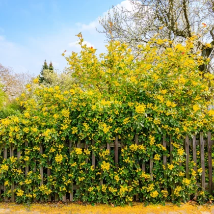 Mahónie cesmínolistá - Mahonia aquifolium - semena mahónie - 5 ks