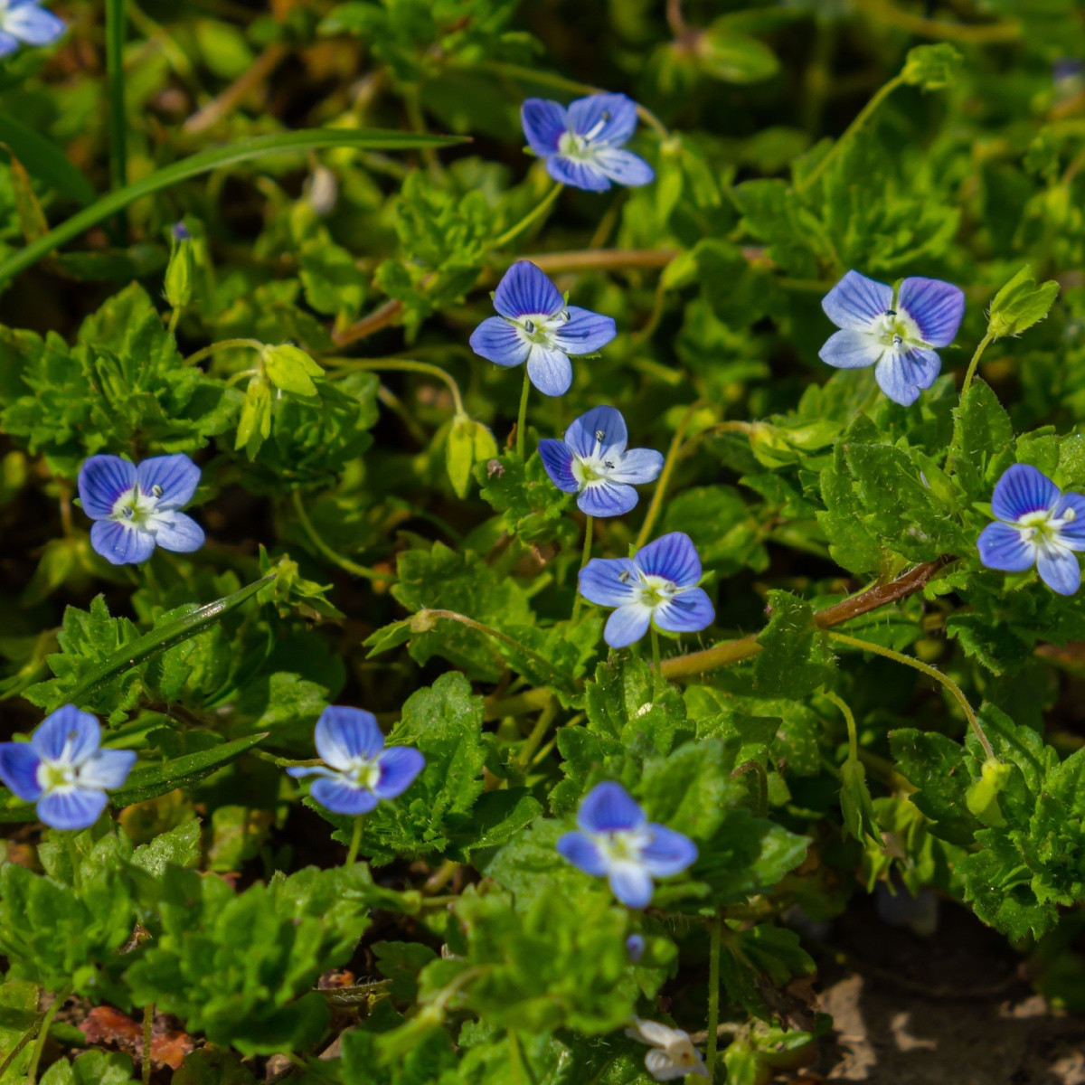Rozrazil rezekvítek - Veronica chamaedrys - semena rozrazilu - 25 ks
