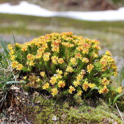 Rozchodnice růžová - Rhodiola rosea - semena rozchodnice - 8 ks