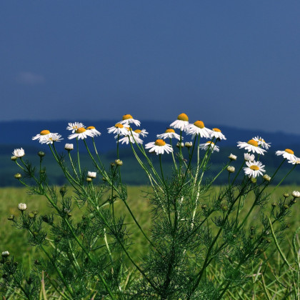 Kopretina bílá Alaska - Chrysanthemum leucanthemum max. - semena kopretiny - 250 ks