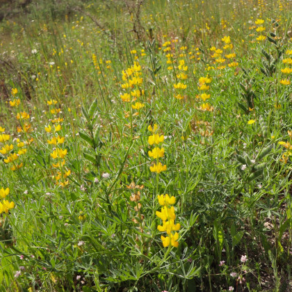 Lupina žlutá - Lupinus luteus - semena lupiny - 13 ks