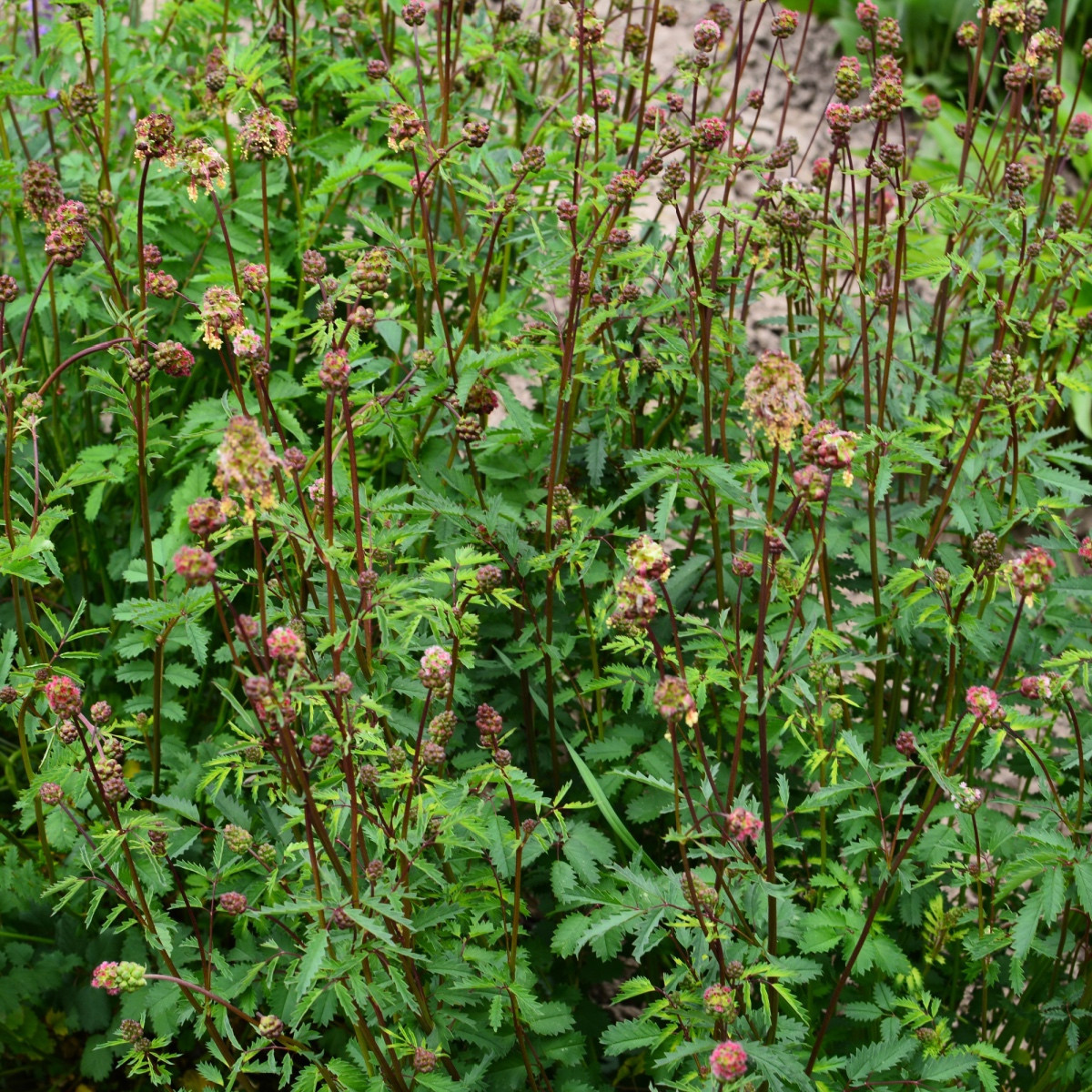 Krvavec menší - Sanguisorba minor - semena krvavce - 8 ks