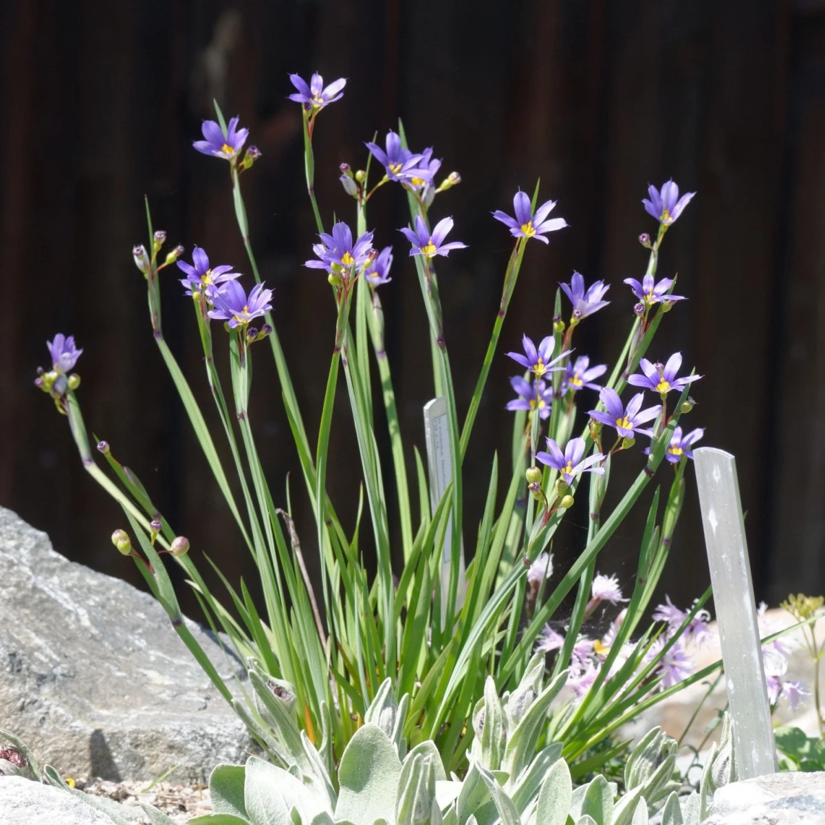 Badil úzkolistý - Sisyrinchium angustifolium - semena badilu - 10 ks