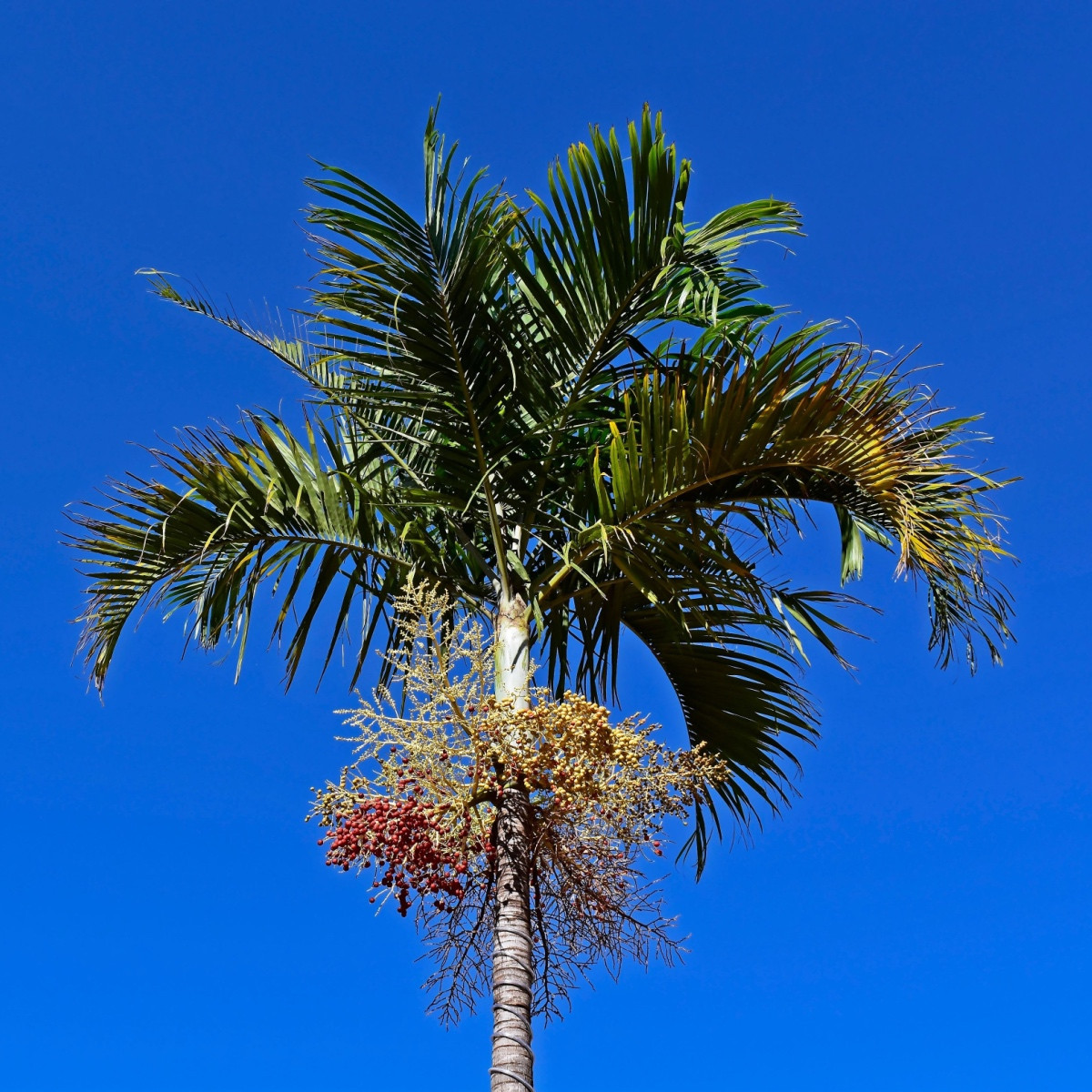 Palma - Carpentaria acuminata - semena palmy - 4 ks