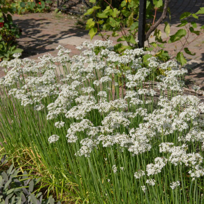 Pažitka česneková - Allium tuberosum - semena pažitky - 200 ks