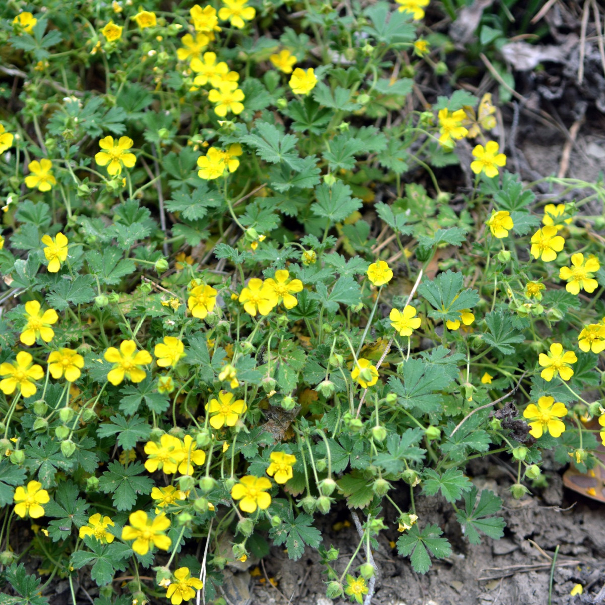 Mochna nátržník - Potentilla erecta - semena mochny - 8 ks