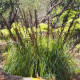 Ozdobný rákos - Gahnia trifida - semena ozdobného rákosu - 10 ks