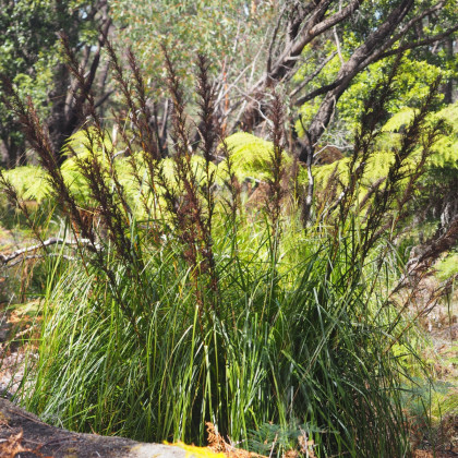 Ozdobný rákos - Gahnia trifida - semena ozdobného rákosu - 10 ks