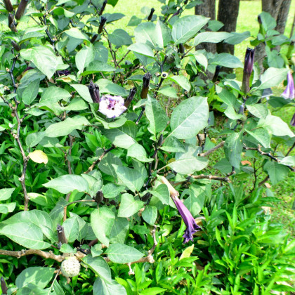 Durman metelový Double Purple - Datura metel - semena durmanu - 5 ks