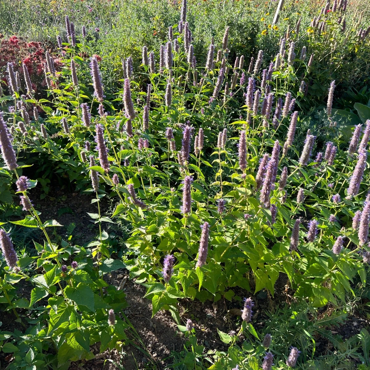 Agastache fenyklová - Agastache foeniculum - semena agastache - 250 ks