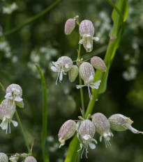Silenka nadmutá Stridolo - Silene inflata - nasiona silenki - 380 szt.
