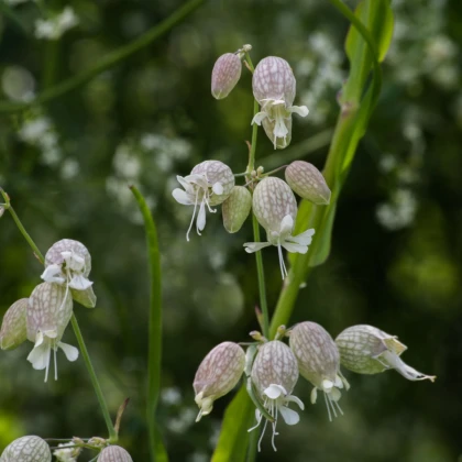 Silenka nadmutá Stridolo - Silene inflata - nasiona silenki - 380 szt.